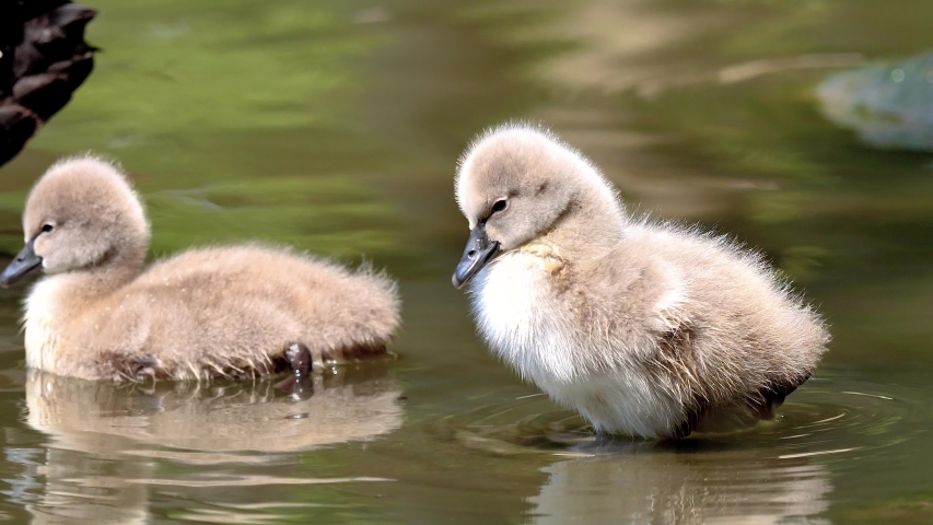 Baby black swans swimming in the lake, cute fluffy cygnets floating on the water, 4k footage slow motion.