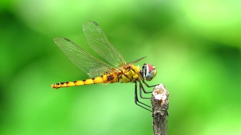 Dragonfly flying and trying to sit on the tip of a branch on a very windy day.
