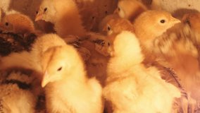 Many small baby yellow chicks in the farm. Close-up.  Cute little chicks. Chicks are fun and cheerful, walking back and forth in the poultry house. 4K Footage shot