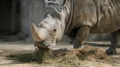 Southern white rhinoceros or southern square-lipped rhinoceros (Ceratotherium simum simum) eating in a zoo