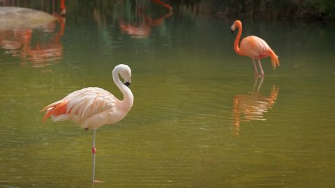 American Phoenicopterus ruber chilensis and Chilean Flamingos Phoenicopterus chilensis beuatiful colorful birds close up in water