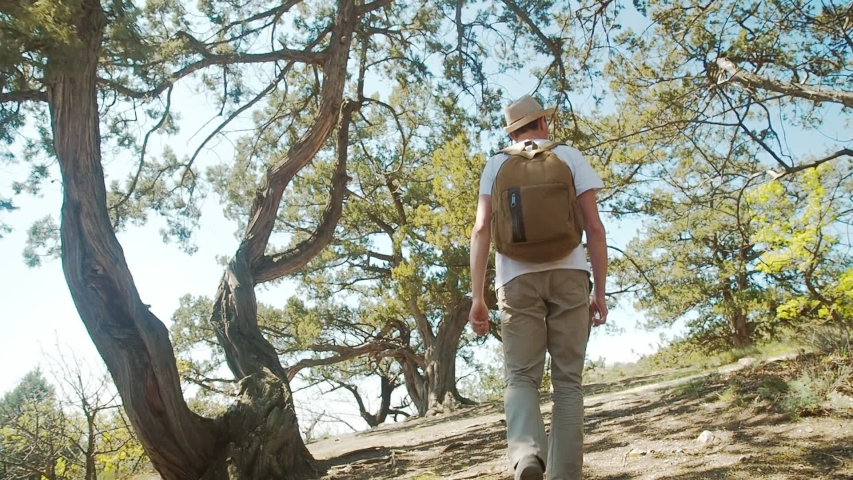 Hiker man observing the green valley. Man hiking in the forest, spring or summer season. Man discover nature and inner world, thinking about life. Beautiful trees landscape