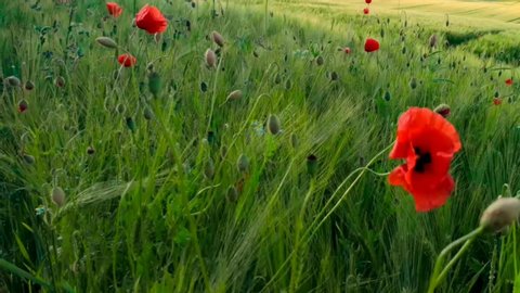 Poppies sway in the wind. In the background a big barley field. The camera zooms out. Original sounds.