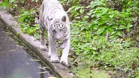 white tiger freely roaming in the zoo,