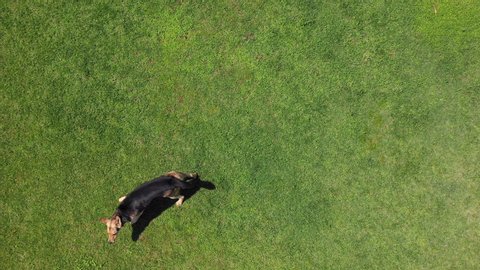 Drone shot of a brown and black German Shepherd running around in circles and going crazy barking upwards while jumping and looking around frantically on a green field on a sunny day. 4k