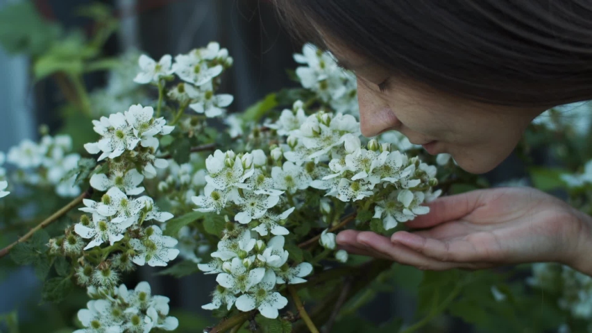 Young Woman Smelling Blossoming Tree 스톡 동영상 비디오(100% 로열티 프리) 1032073388 | Shutterstock