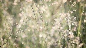 Beautiful nature floral video background. Weeds, field flowers and green grass growing outdoors in countryside filtered in old vintage style.