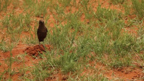 South  African Ant-Eating Chat Bird