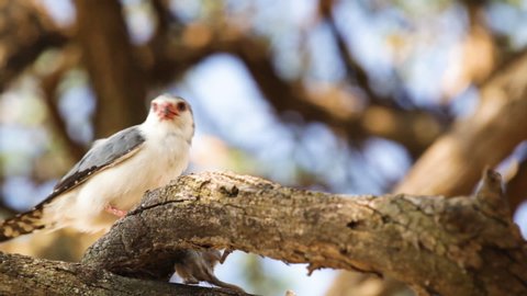Pygmy Falcon in a Branch Eating a Dead Rat