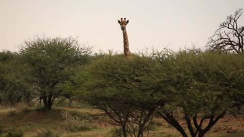 Giraffe Eating Leafs from Low Tree