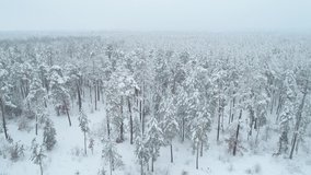 Stock 4k video footage from the air over a snowy pine forest. Aerial view. Winter in the forest. A beautiful flight over the tops of snow-covered trees. All white