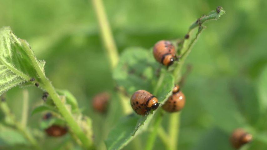 A man kills potato beetles close up