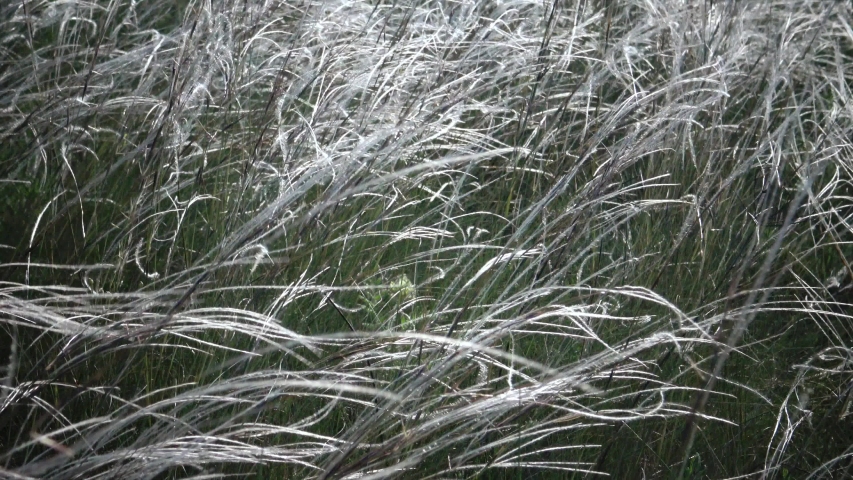 Stipa lessingiana (Needle Grass, Long grass) fluttering in the wind in the Landscape Park against the background of the Tiligul estuary. Rare plant, the Red Book of Ukraine