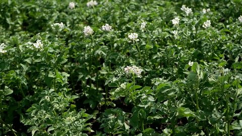 Green potato bushes blooming white on the plantation. Maturation of the future harvest. Agrarian sector of the agricultural industry. A plant of a farm economy. Growing of nightshade plants.. Landscap