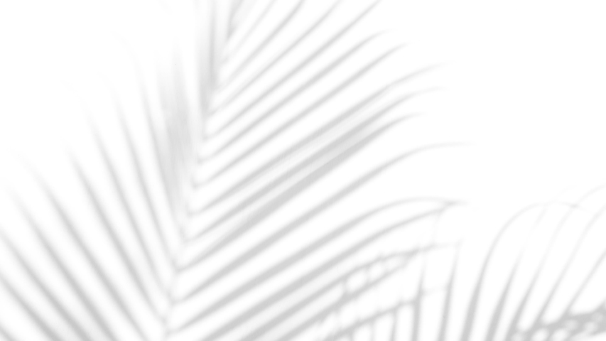 closeup the motion of shadow palm leaves on a white wall background. Royalty-Free Stock Footage #1032091598