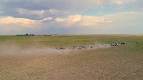Aerial view of cattle running on dry dusty field in Nebraska