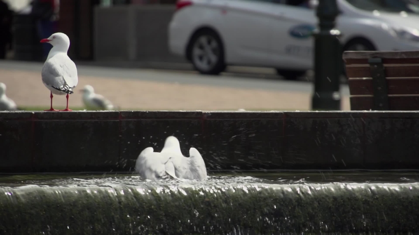 Birds in the fountain. .