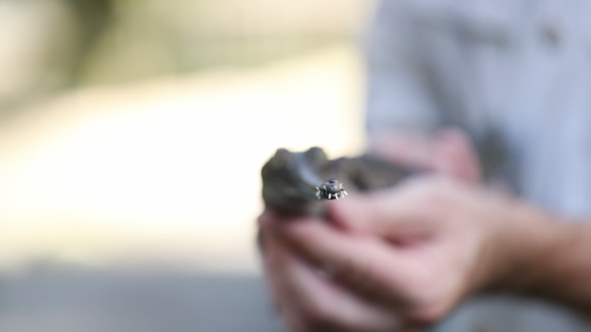 Close-up low-angle racking focus still shot of the head of a baby Indian gharial crocodile being held by a man