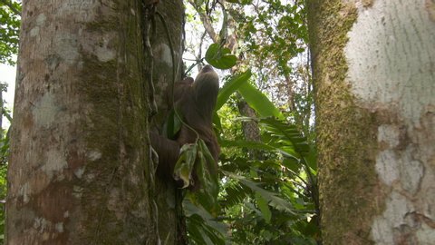 Medium low-angle panning shot of tropical train, forest trees and foliages, and a brown jungle sloth hanging and struggling  to climb up a tree trunk, Tropical Rainforest, Costa Rica, Central America