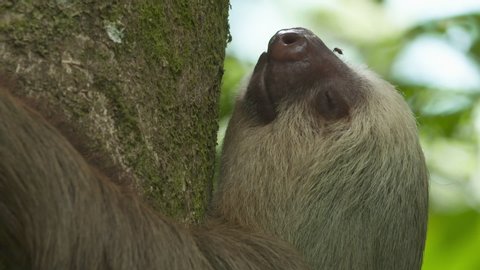 Extreme close-up low-angle still shot of the head of a sloth hanging on a big jungle tree trunk, slowly turning its neck, and its eyes lazily starring upwards, Costa Rica, Central America