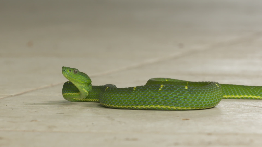 Extreme close-up low-angle panning shot of Side-striped Palm-pit Viper snake lying on a tiled floor  with head raised up ready to strike at a zoo, Costa Rica, Central America