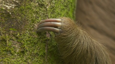 Extreme close-up low angle still shot of three sharp claws of a three-toed brown furry sloth hanging on a tropical rainforest jungle tree trunk, Costa Rica, Central America