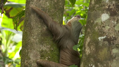Close-up low-angle still shot of a lazy slow moving sloth hanging on to the stem of a jungle tree, starring upwards with moving ants, Tropical Rainforest, Central America