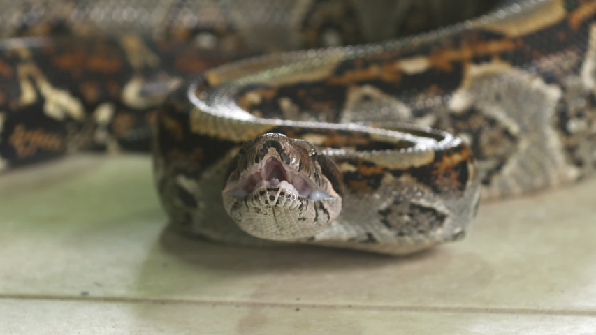 Extreme close-up high-angle still shot of a cautiously starring boa constrictor coiled on a floor with an open mouth, drooling at a Snake Park, Costa Rica