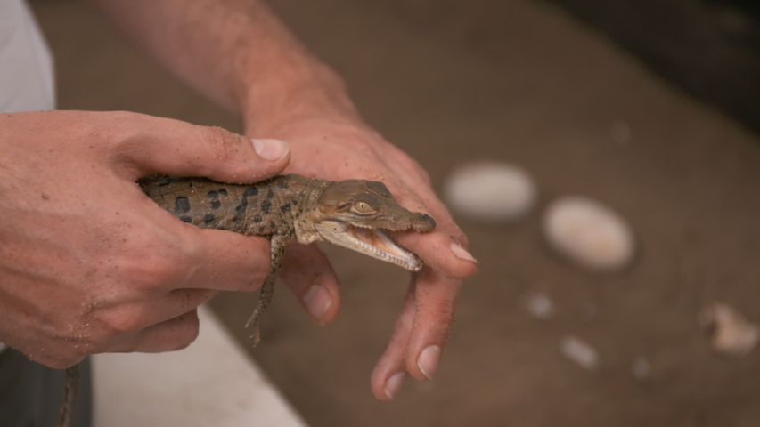 Handheld, medium close up shot of a person placing a baby crocodile into a sandy enclosure, then picking it back up and putting their finger in the baby crocodile