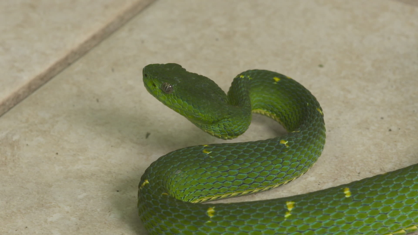 Extreme close-up high-angle still shot of Side-striped Pit Viper snake raising its head ready to strike at a Snakes Park, Costa Rica, Central America