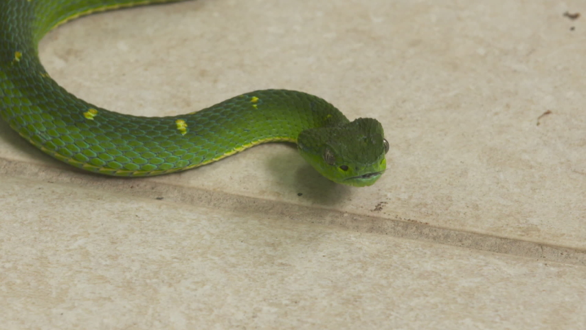 Extreme close-up high-angle panning shot of Side-striped Palm Pit-Viper tree tropical rainforest snake being handled using a snake hook at a reserve park, Costa Rica, Central America