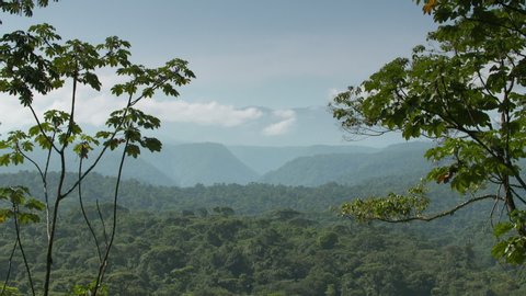 wide high angle panoramic view behind tall snake wood trees, of dense trees covering  tropical rainforest's mountains, and a misty horizon landscape with white cloud cover, Costa Rica, Central America