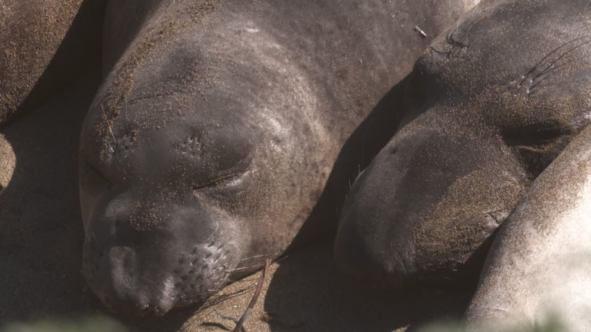 Handheld, close up shot on the faces of two sleeping elephant seals.