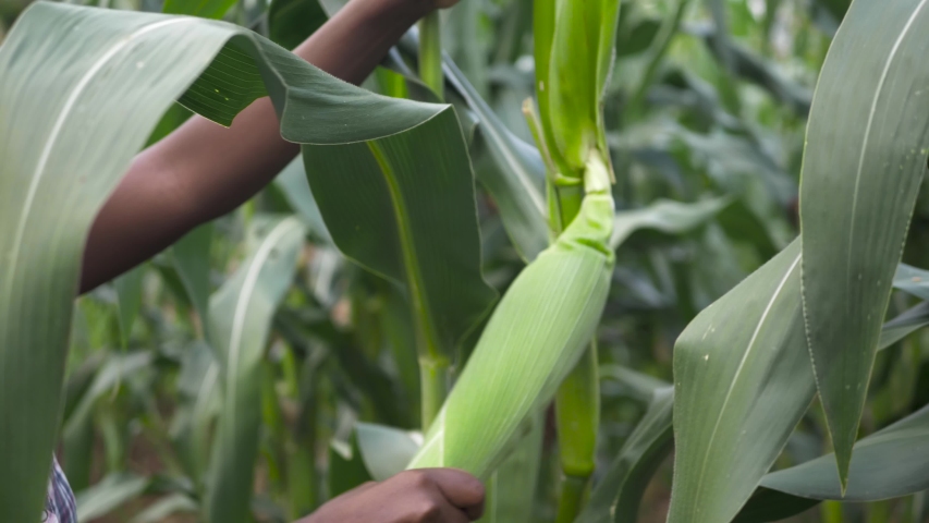 A close up shot of an African womans hand picking corn from a stalk and then panning to her face.