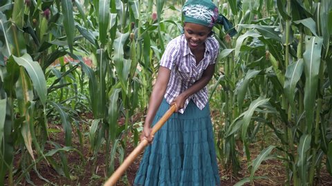 A slow motion wide shot of an African woman digging with a hoe in the soil in her corn field in rural Africa