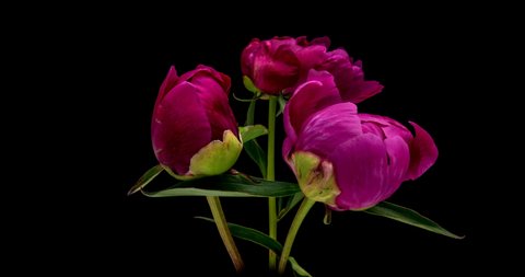Beautiful pink peony flowers bouquet opening background. Blooming roses flower open, time lapse, closeup. Wedding backdrop, Valentine's Day concept. Bouquet on black backdrop, closeup 4K UHD timelapse