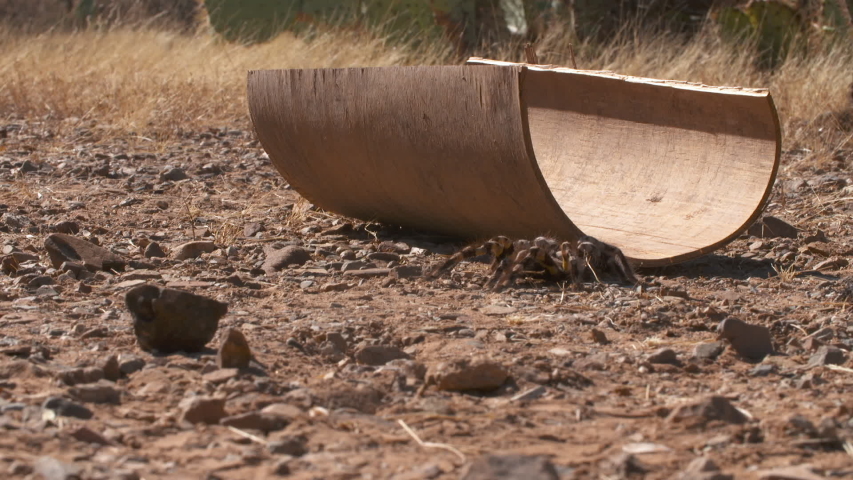Handheld, medium wide shot of a striped knee tarantula walking away from a half pipe.