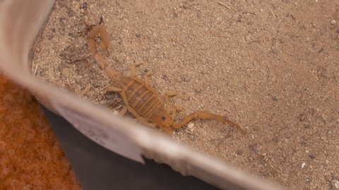 Handheld, high angle, medium close up of a Buthidae scorpion crawling in a container full of sand and rocks.