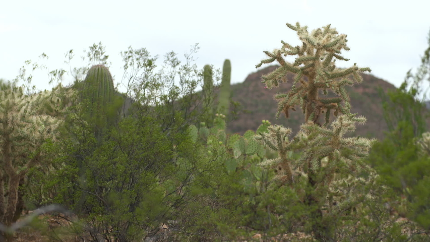 Steady, medium wide shot of Saguaro, Prickly Pear and Cholla cacti in dry mountainous terrain.