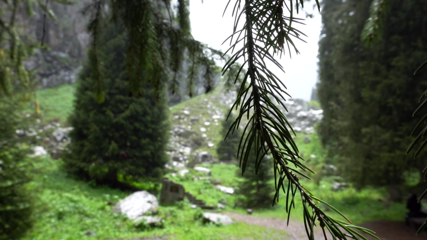 Green branch of a coniferous tree. In the background you can see the sky, clouds, landscape. Shooting in the highlands. It