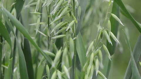 Agricultural background - green spikes of oats on the field, close-up 