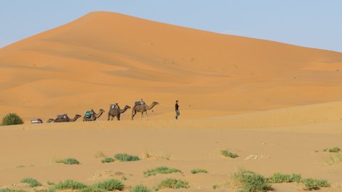 Camel caravan in Erg Chebbi desert