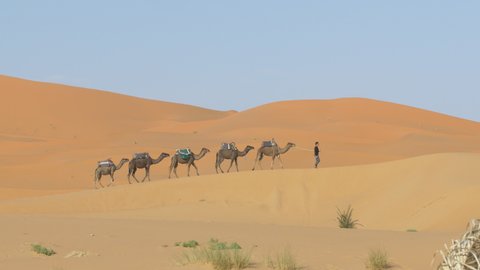 Camel caravan in Erg Chebbi desert