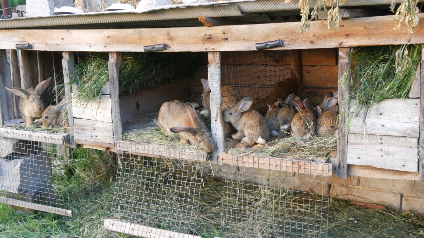 rabbit jumps out of cage