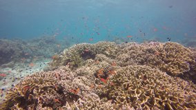 Coral reef and anthias fish at Sipadan Island, Malaysia 