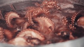 The octopus is cooking in a pot. The water is boiling in a pot of seafood. The octopus is getting ready. Octopus is being cooked. Food video close up