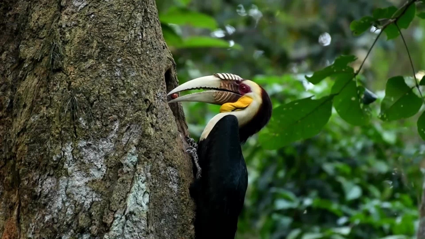 Wreathed hornbill is a species of hornbill found in forests from far north-eastern India and Bhutan, east and south through mainland Southeast Asia and the Greater Sundas in Indonesia, except Sulawesi Royalty-Free Stock Footage #1032148160