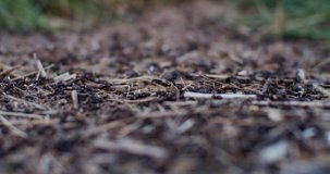Ants moving in anthill close up. Macro video shot of ant hill with many insects working front view slow motion shallow background. Teamwork cooperation concept. Environment fauna protection ecology
