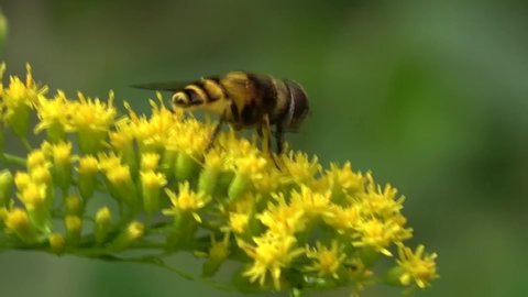 Single fly feeding on nectar from yellow flowers