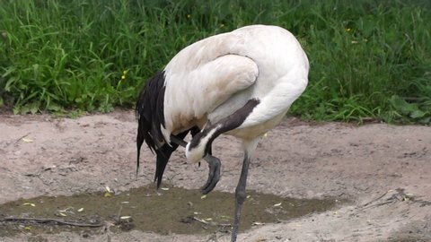 Cranes walk on the grass and seek out food that they take with their long beak.